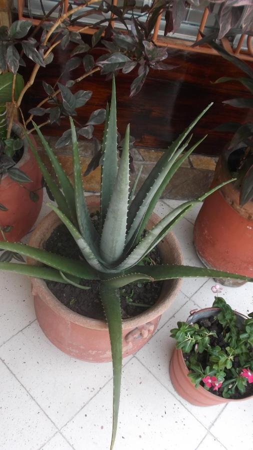 Hotel Canek Palenque Luaran gambar