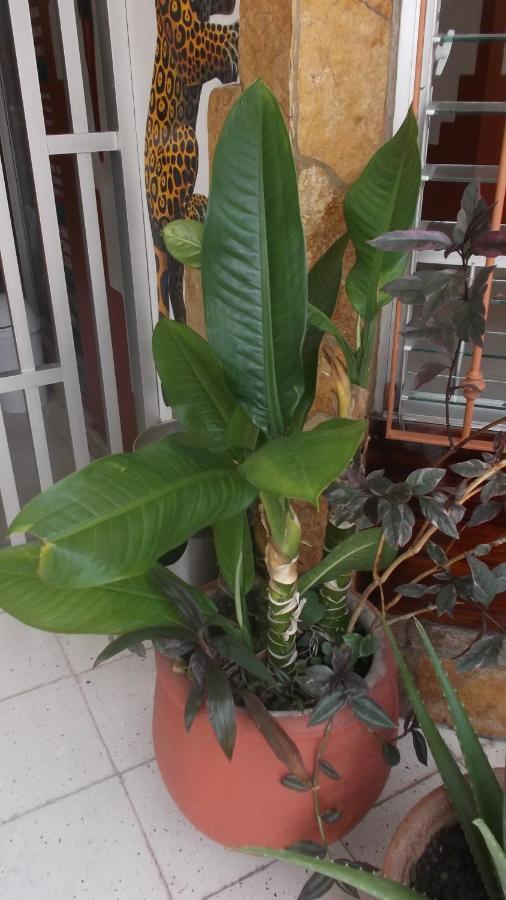 Hotel Canek Palenque Luaran gambar